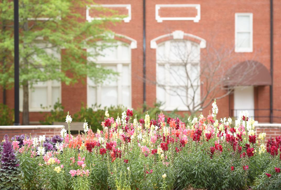 Picture of flowers on campus