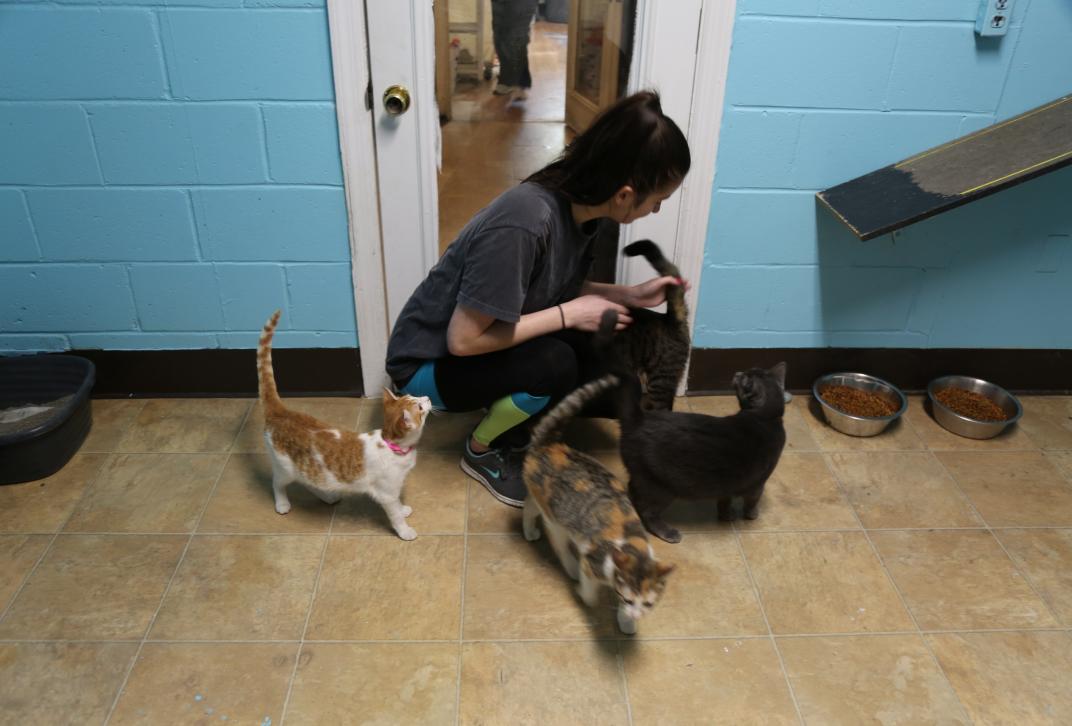 student plays with three kittens