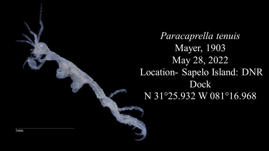 ASC Macro slide 38