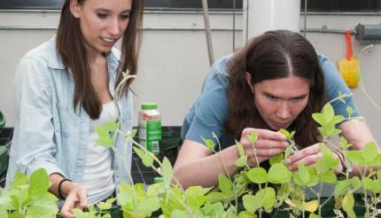 Student Anne Zimmerman studying vines with professor Dr. Zehnder