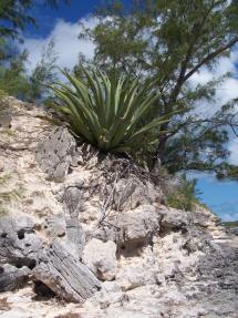 Agave plant Bahamas